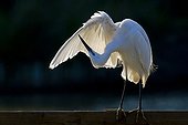 Little Egret grooming in the Camargue RNP France