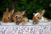 Rabbits in ornamental pots Provence France 