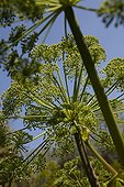 Giant hogweed in bloom in a park