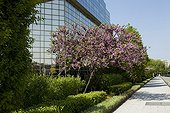 Judas tree in bloom at Parc André Citroën in Paris