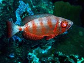 Moontail bullseye at Wadi Lahami in Red Sea