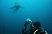 Plongeur photographiant un Requin bordé Umkomaas RSA
