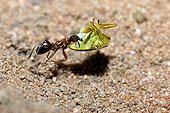 Wood ant carrying a bedbug Vosges du Nord France