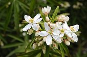 Mexican orange blossom in the spring France ;  