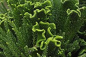 Ridge-Coq of Japanese Cedar 'Cristata' France ; 'Sekka-Sugi'