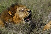 Portrait of a wounded lion panting in Kenya