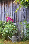 Old zinc watering cans in a garden of Hollyhocks
