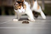 Tortoise shell she cat playing with a mouse France