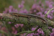 Lézard vivipare sur une branche dans une lande
