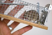 Gray mouse caught in a trap cage-France