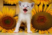 Kitten meowing in front of sunflower France