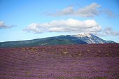 Lavender field in front of the Mont Ventoux Provence France 