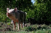 Pig standing in an orchard Provence France