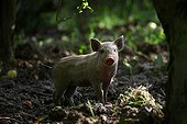 Young Pig standing in wood Provence France