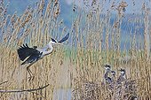 Grey heron feeding its chicks at nest