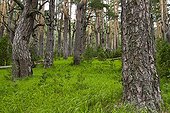 Forêt de conifères dans le Monténégro