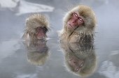 Japanese Macaques nap in hot water bath Japan