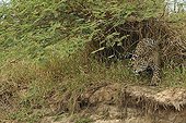 Jaguar à l'affût sous un fourré Pantanal Brésil