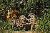 Jaguars males playing Pantanal Brazil 