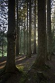 Forêt de conifères au PN Durmitor dans le Monténégro