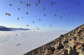Vol de Mergules nains au Groenland ; On voit la côte nord de la terre de Liverpool