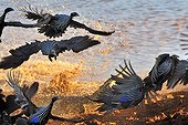 Flight of guinea fowl Vulturine attacked by a Crocodile