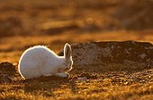 Lièvre arctique au Cap Hoegh au Groenland ; Il se gratte le nez avec ses pattes