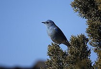 Mountain bluebird on a branch New Mexico USA
