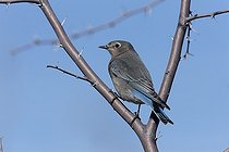 Mountain bluebird on a branch New Mexico USA