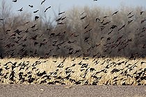 Red-winged blackbirds flock New Mexico USA