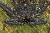 Tail-less whip Scorpion Santa Rosa NP Costa Rica