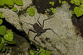 Tail-less whip Scorpion Santa Rosa NP Costa Rica