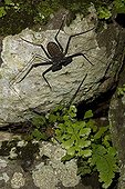Tail-less whip Scorpion Santa Rosa NP Costa Rica