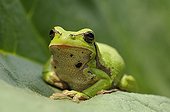 Green tree frog in the sun on a leaf of rhubarb France
