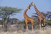 Girafes réticulées paradant
