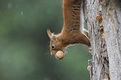 Red squirrel with a nut