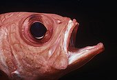 Face of a Red Bigeye fish Great Barrier Reef Australia