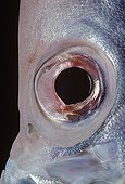Eye of a Glasseye Snapper Bahamas Caribbean Sea