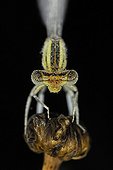 Portrait of a Damselfly on a dried flower Meadows of Fouzon