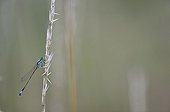 Damselfly on a grass in the Meadows of Fouzon France