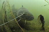 Curious Wels catfish in the river Cher France