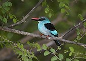 Blue-breasted Kingfisher Niokolo-Koba NP in Senegal