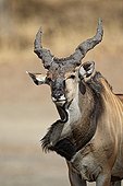 Derby's Eland bull shaking its dewlap Senegal