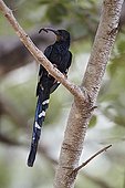 Green Wood Hoopoe with caterpillar Niokolo-Koba NP