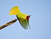 Red-throated Bee-eater in flight Senegal