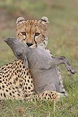 Cheetah choking a young Warthog Masai Mara Kenya ; After a short but frantic race