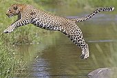 Leopard jumping over a river in Masai Mara Kenya