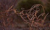 Toothbrush bush at sunset Ruaha NP Tanzania  ; A toothbrush bush (Combretum purpureiflorum) winding twigs at sunset in Ruaha NP, Tanzania. Backilit by a setting sun this branch really stood out from the drab surroundings. Spot-metering off the lit part delivered the desired effect.