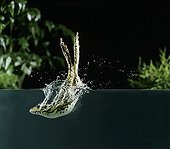 Green frog diving into water France