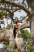 Red Macaws at the entrance to their nest Llanos Venezuela 